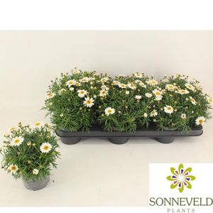 Hovedbilde Margeritt - Argyranthemum fru. La Rita White  - ...
