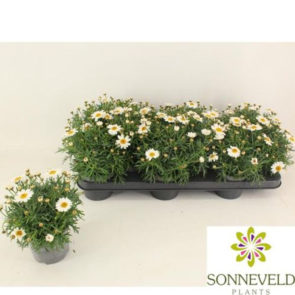 Margeritt - Argyranthemum fru. La Rita White  - 163892
