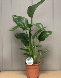 Hovedbilde Paradisfuglblomst - Strelitzia