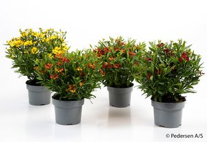 Hovedbilde Kokardeblomst - HELENIUM-HYBRID  - 165594