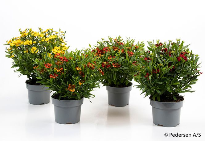 Hovedbilde Kokardeblomst - HELENIUM-HYBRID  - 165594