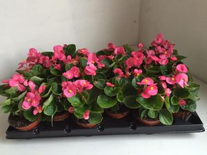 Hovedbilde isbegonia - BEGONIA SEMPERFLORENS-HYBRID 'ROSA ...