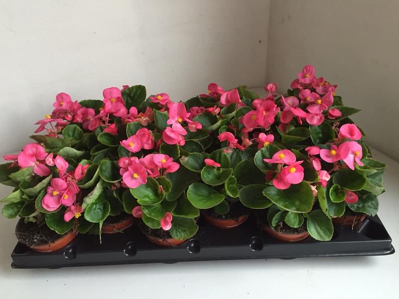 isbegonia - BEGONIA SEMPERFLORENS-HYBRID 'ROSA GRØNNE BLADE' - 164595