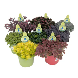 Hovedbilde Sedum Save Water Mix, BE