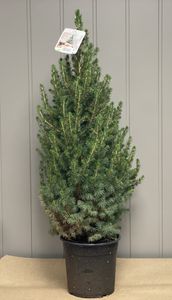 Hovedbilde Kjeglegran - Picea glauca "Conica"