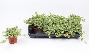 Hovedbilde Glechoma - Glechoma hederacea Variegata  - 161653