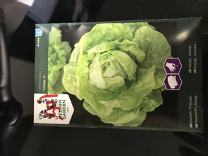 Hovedbilde Hode salat 'Hilde II' 