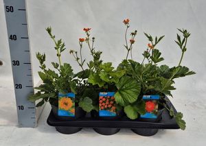 Hovedbilde Humleblomst - Geum chiloense mix  - 163892