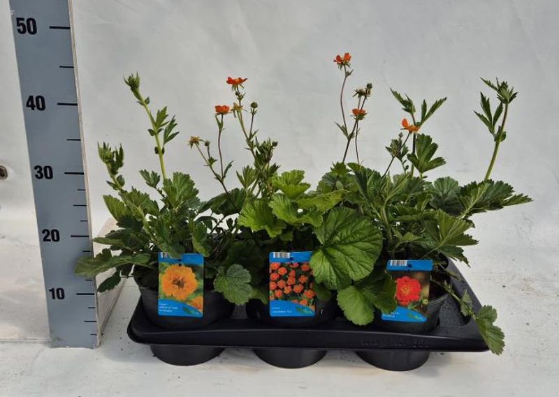 Humleblomst - Geum chiloense mix  - 163892