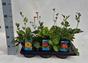 Hovedbilde Humleblomst - Geum chiloense mix  - 163892