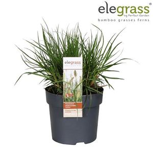 Hovedbilde Prydgress - Pennisetum alopecuroides Hameln  - ...