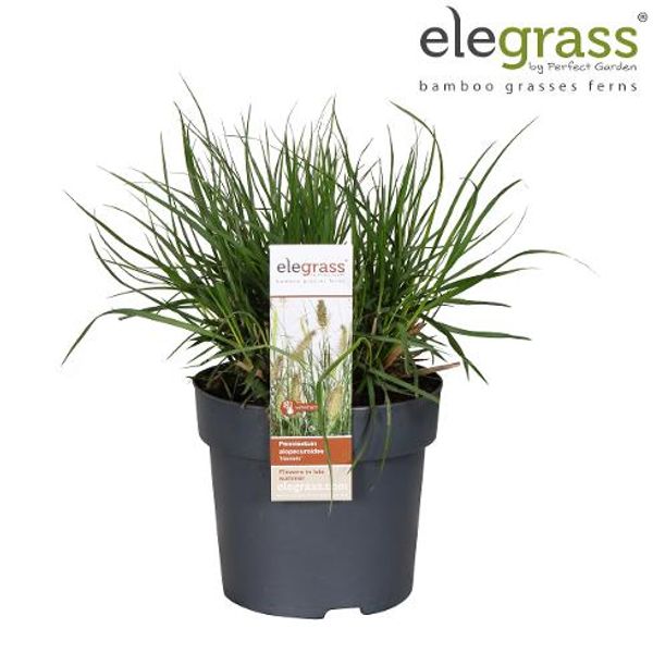 Prydgress - Pennisetum alopecuroides Hameln  - 163892