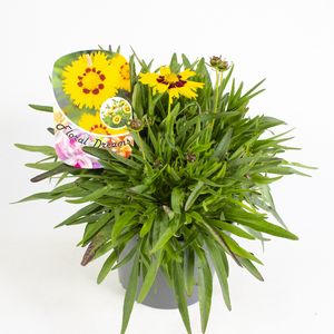 Hovedbilde Coreopsis grandiflora  - 163893