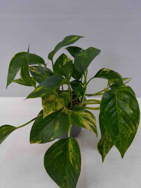 Gullranke - EPIPREMNUM PINNATUM 'AUREUM' - 162701