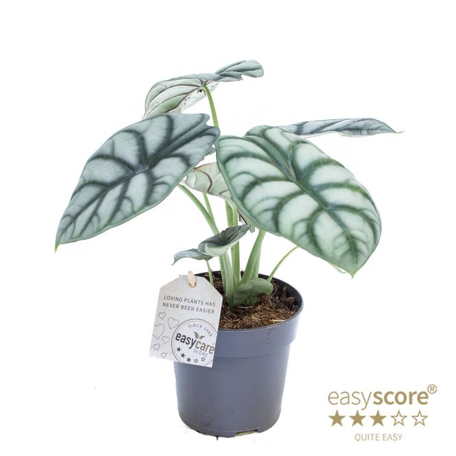 Hovedbilde ALOCASIA NEBULA  - 1190296