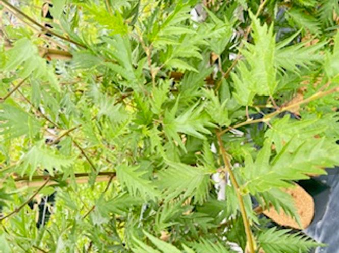 Hovedbilde Alnus incana 'Samba' sh 175-200 co 10L