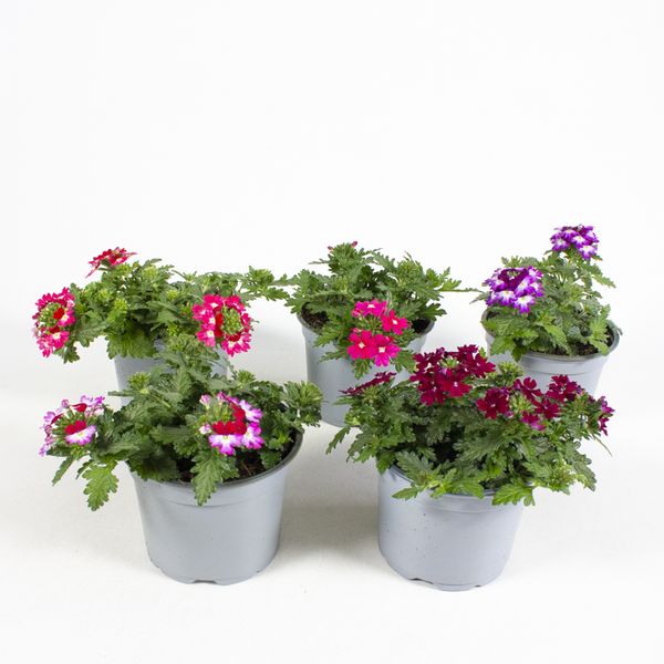 Verbena Mix - 162708