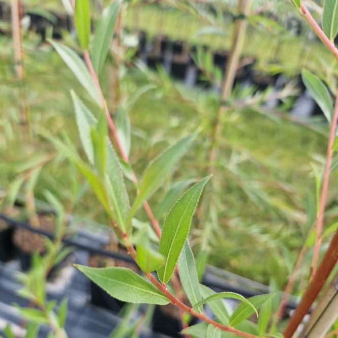 Hovedbilde Salix alba var. cher. 'Vinterglød' sh 200-250 co ...