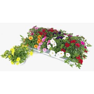 Hovedbilde Millionbells - Calibrachoa Cabaret Mix - 163893