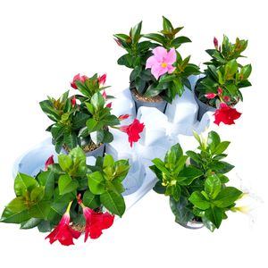 Hovedbilde Mandevilla - Dipladenia Rio Mix - 162708