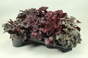 Hovedbilde Alunrot - Heuchera  - 165583
