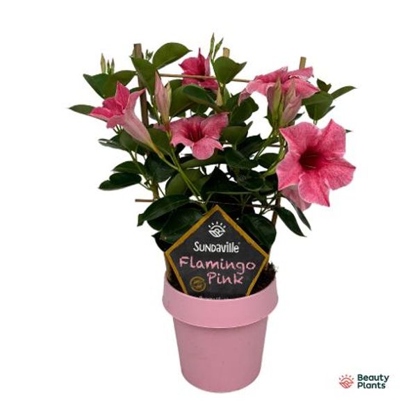 Ynde - Mandevilla Sund. Flamingo Pink  - 164850