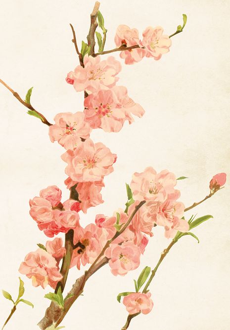 Hovedbilde Vintage poster rosa kirseblomster