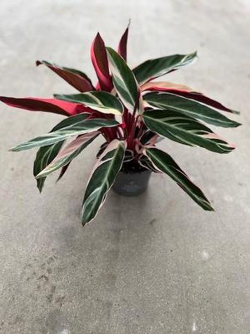 Hovedbilde Calathea Triostar D12