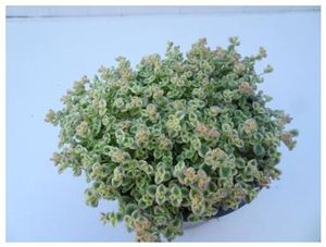 Hovedbilde Sedum pellucida Little Missy  - 165583