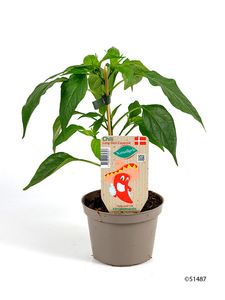 Hovedbilde Chili - CAPSICUM ANNUUM/PEBER SPISELIG 'CHILI' - ...