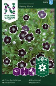 Hovedbilde &Oslash;yeblomst, Penny Black