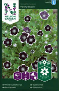 Hovedbilde &Oslash;yeblomst, Penny Black