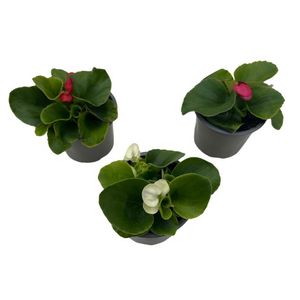 Hovedbilde Isbegonia - Begonia semperflorens Mix - 163893