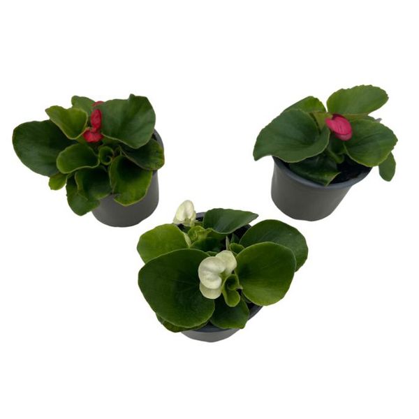 Isbegonia - Begonia semperflorens Mix - 163893