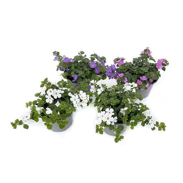 Bacopa - Sutera diffusa Bacopa Mix - 162708