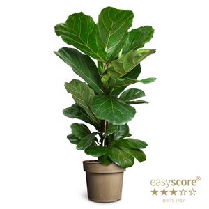 Hovedbilde Fiolinfiken - FICUS LYRATA  - 165594