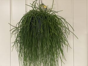 Hovedbilde 	RHIPSALIS SHAFERI AMPEL
