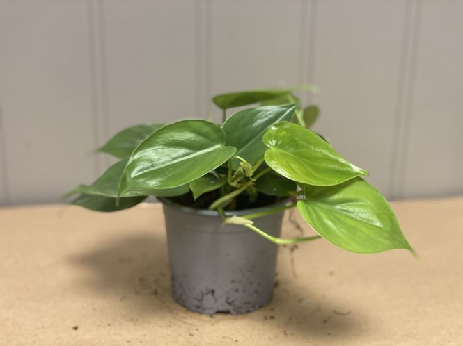 Hovedbilde Philedendron