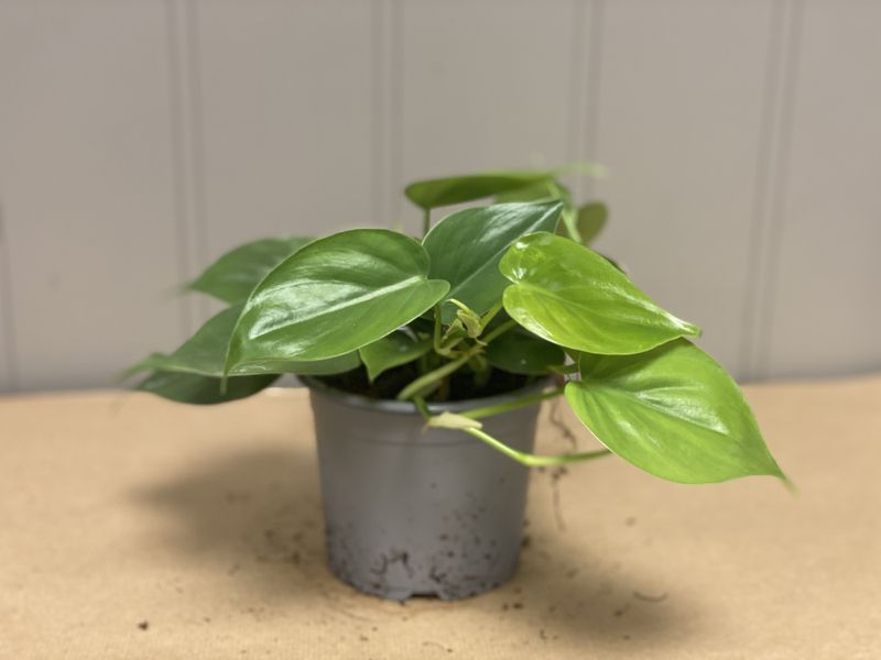 Philedendron