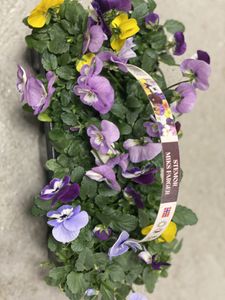 Hovedbilde Stemor Norske 10 pakk.