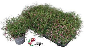 Hovedbilde Brudesl&oslash;r - Gypsophila muralis Gypsy  - 164850