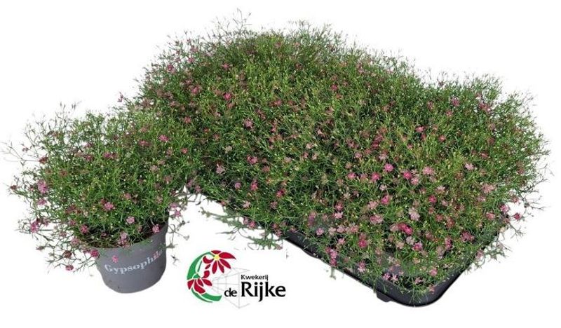 Brudeslør - Gypsophila muralis Gypsy  - 164850