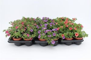 Hovedbilde Millionbells - Calibrachoa Rave mix  - 162709