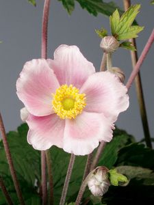 Hovedbilde h&oslash;stanemone - ANEMONE HUPEHENSIS  - 165321