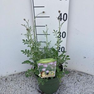 Hovedbilde Centaurea - Centaurea Bella  - 161659