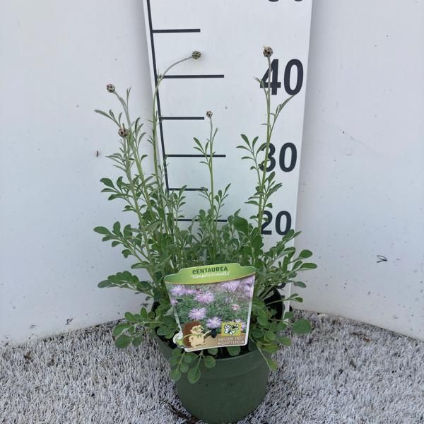 Centaurea - Centaurea Bella  - 161659