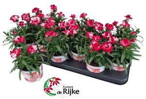 Hovedbilde Dianthus Sprint Red & Proud  - 162709
