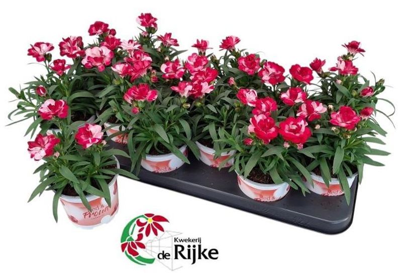 Dianthus Sprint Red & Proud  - 162709