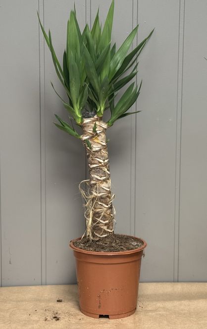 Hovedbilde Yucca elephantipes - 152839-3