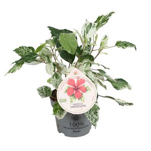 Hovedbilde hawaiirose - HIBISCUS-HYBRID 'VARIEGATA' - 164595